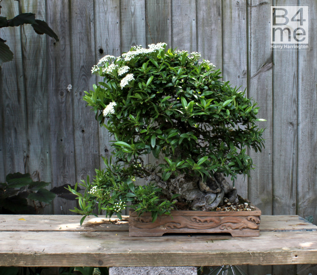 pyracantha bonsai